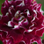 Vörös - fehér - Történelmi - perpetual hibrid rózsa - Roger Lambelin